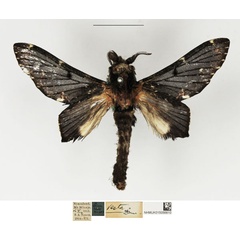 /filer/webapps/moths/media/images/V/vesta_Selena_AM_NHMUK.jpg