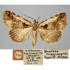 /filer/webapps/moths/media/images/T/trigonospila_Tephrialia_HT_BMNH.jpg