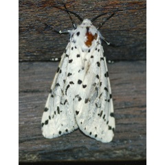 /filer/webapps/moths/media/images/I/investigatorum_Alpenus_A_Roland_01.jpg