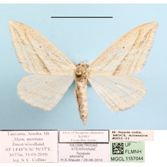/filer/webapps/moths/media/images/S/silonaria_Scopula_A_MGCLa_01.JPG