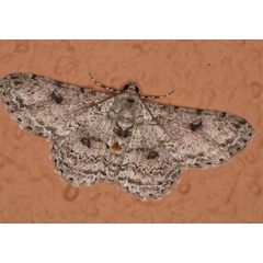 /filer/webapps/moths/media/images/R/reciprocaria_Ascotis_A_Roland_01.jpg