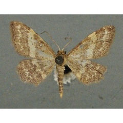 /filer/webapps/moths/media/images/H/hardenbergi_Idaea_AM_TMSA.jpg