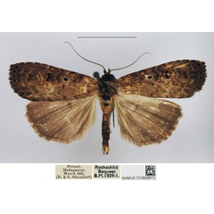 /filer/webapps/moths/media/images/M/malagasy_Elesmoides_AM_NHMUK.jpg