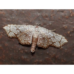 /filer/webapps/moths/media/images/N/nivosa_Nemea_A_Voaden.jpg
