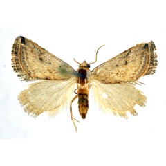 /filer/webapps/moths/media/images/F/fulvitermina_Eublemma_A_NHMO.jpg