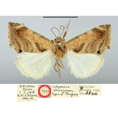 /filer/webapps/moths/media/images/O/olivescens_Calymnia_HT_BMNH.jpg