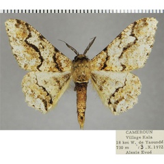 /filer/webapps/moths/media/images/M/monogrammaria_Colocleora_AM_ZSMa.jpg