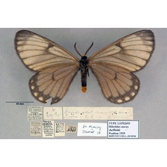 /filer/webapps/moths/media/images/S/sheffieldi_Hibrildes_HT_OUMNH_02.jpg