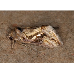 /filer/webapps/moths/media/images/A/acuta_Chrysodeixis_A_Roland_01_18A8eAq.jpg