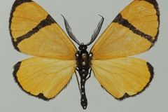 Terina chrysoptera