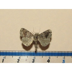 /filer/webapps/moths/media/images/J/jansei_Iambia_A_Goff_02.jpg