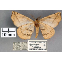 /filer/webapps/moths/media/images/R/rufescens_Mesocoela_ST_OUMNH_02.jpg