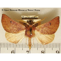 /filer/webapps/moths/media/images/A/antennaria_Drepanogynis_A_OUMNH.jpg