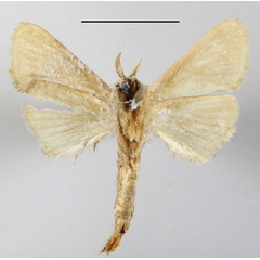 /filer/webapps/moths/media/images/S/stivafer_Metarbela_A_MGCLb_01.jpg