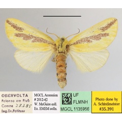 /filer/webapps/moths/media/images/E/elongata_Antheua_A_MGCLa_01.JPG