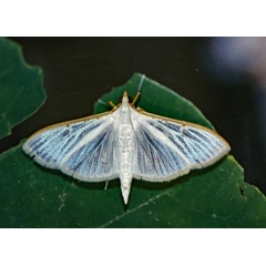 /filer/webapps/moths/media/images/V/vitrialis_Palpita_A_Roland_01.jpg