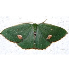 /filer/webapps/moths/media/images/D/diducta_Lasiochlora_A_Grobler_01.jpg