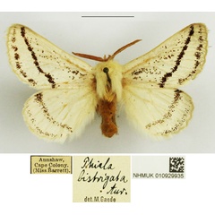 /filer/webapps/moths/media/images/B/bistrigata_Phiala_AM_NHMUK_01.jpg