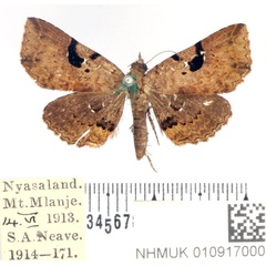 /filer/webapps/moths/media/images/G/goleta_Rhesala_AM_BMNH_02.jpg