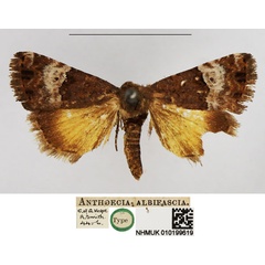 /filer/webapps/moths/media/images/A/albifascia_Anthoecia_HT_NHMUK.jpg