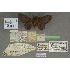 /filer/webapps/moths/media/images/T/tenebra_Pseudometa_HTM_OUMNHb_01.jpg