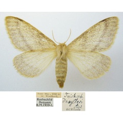 /filer/webapps/moths/media/images/D/devylderi_Trichophiala_AF_NHMUKa.jpg