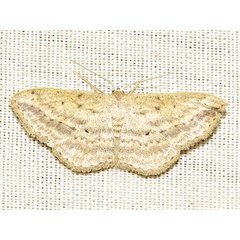 /filer/webapps/moths/media/images/E/erinaria_Scopula_A_Braun.jpg