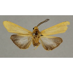 /filer/webapps/moths/media/images/S/stygioides_Amsacta_HT_BMNH.jpg