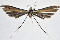 Platyptilia sciophaea