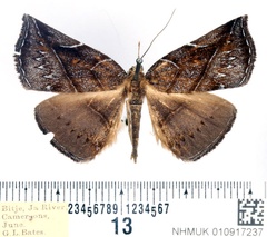 /filer/webapps/moths/media/images/C/coerulescens_Aburina_AF_BMNH.jpg
