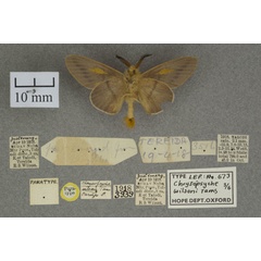 /filer/webapps/moths/media/images/W/wilsoni_Chrysopsyche_PTM_OUMNHb_01.jpg