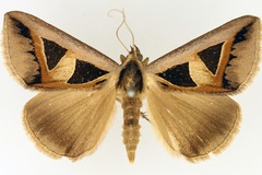 Grammodes microgonia