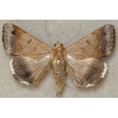 /filer/webapps/moths/media/images/M/mejanesi_Ophiusa_A_Butler.jpg