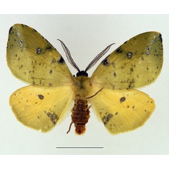 /filer/webapps/moths/media/images/O/ocellata_Omizodes_AM_TMSA.jpg