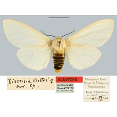 /filer/webapps/moths/media/images/V/viettei_Diacrisia_AT_MNHN.jpg