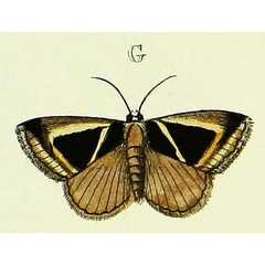 /filer/webapps/moths/media/images/M/mygdon_Chalciope_Cramer2_156_G.jpg