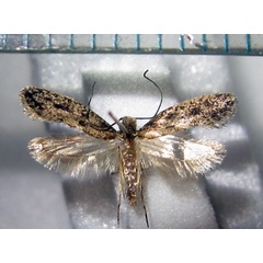 /filer/webapps/moths/media/images/A/atomosella_Praeacedes_AM_Bippus.jpg