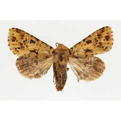 /filer/webapps/moths/media/images/J/jucunda_Nyodes_AM_RMCA.jpg