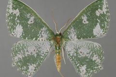 Prasinocyma megacydes