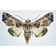 /filer/webapps/moths/media/images/C/callichroma_Eutelia_AM_NHMO.jpg