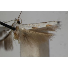 /filer/webapps/moths/media/images/L/lyonetiella_Licmocera_LT_BMNH.jpg