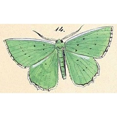 /filer/webapps/moths/media/images/K/koranata_Racheospila_HT_Felder_1875_127-14.jpg