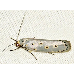 /filer/webapps/moths/media/images/C/circumdatellus_Ethmia_A_Braun_06.jpg