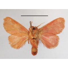 /filer/webapps/moths/media/images/L/lateritia_Micraphe_A_MGCLb_01.JPG