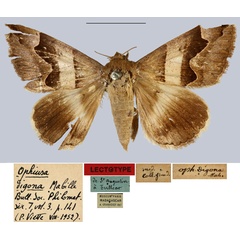 /filer/webapps/moths/media/images/D/digona_Ophiusa_LT_MNHN.jpg