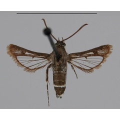 /filer/webapps/moths/media/images/L/leucozonipus_Crinipus_STF_MNHN_lmTuFML.jpg