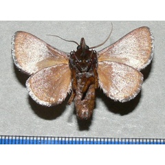 /filer/webapps/moths/media/images/U/umbra_Teinorhyncha_A_Goffb_02.jpg