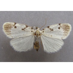 /filer/webapps/moths/media/images/M/marshalli_Cyana_A_Baron_01.jpg