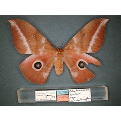 /filer/webapps/moths/media/images/V/vandenberghei_Lobobunaea_AT_RMCA_01.jpg