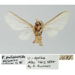 /filer/webapps/moths/media/images/P/pallata_Apisa_HT_ZMHB.jpg